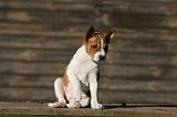 BASENJI 192